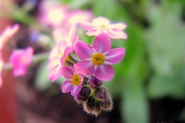 Różowe niezapominajki #Wiosna #niezapominajki #kwiatki