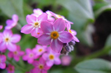 Różowe niezapominajki #Wiosna #niezapominajki #kwiatki