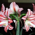 odmiana 'Fairytale' - 21 kwietnia 2009 (trzeci pęd) #amarylis #Hippeastrum #hydroponika #Fairytale