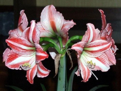 odmiana 'Fairytale' - 21 kwietnia 2009 (trzeci pęd) #amarylis #Hippeastrum #hydroponika #Fairytale