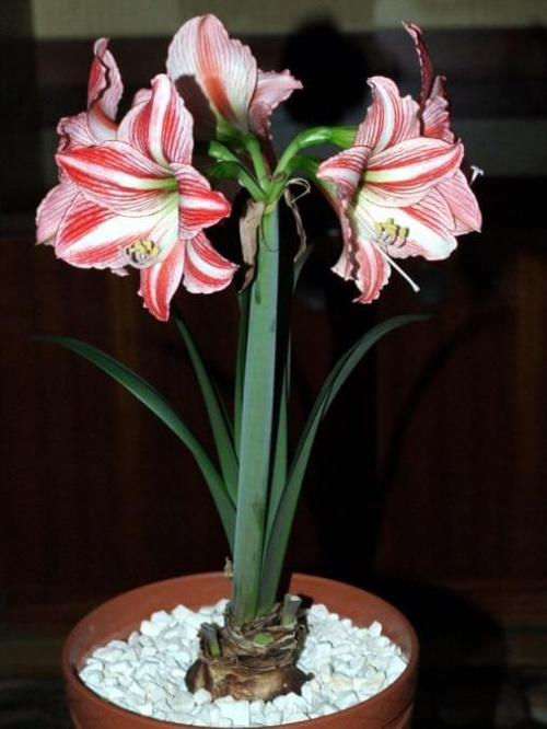 odmiana 'Fairytale' - 21 kwietnia 2009 (trzeci pęd) #amarylis #Hippeastrum #hydroponika #Fairytale