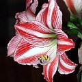 odmiana 'Fairytale' - 21 kwietnia 2009 (trzeci pęd) #amarylis #Hippeastrum #hydroponika #Fairytale