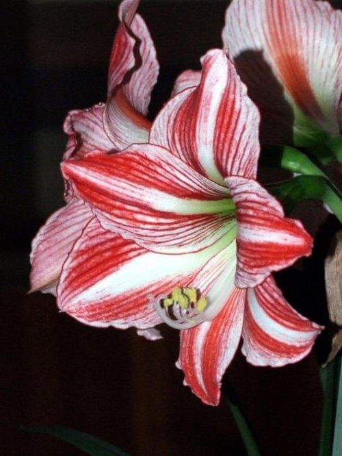 odmiana 'Fairytale' - 21 kwietnia 2009 (trzeci pęd) #amarylis #Hippeastrum #hydroponika #Fairytale