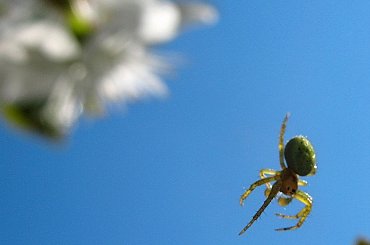 wiosenne różności ... :)) #ogród #owady #pająk #robale #wiosna #makro