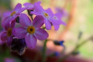 Różowe niezapominajki #Wiosna #niezapominajki #kwiatki