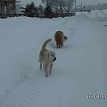 I znowu wypędził na mróz