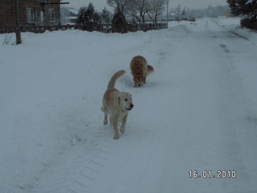 I znowu wypędził na mróz