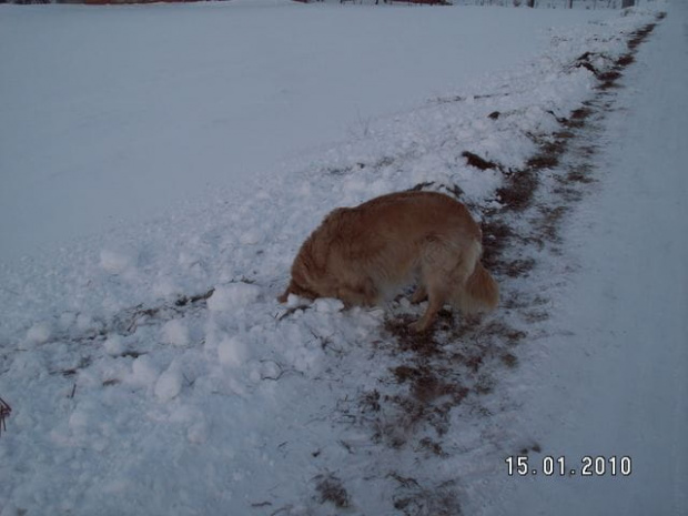 Schowa się taka i potem kop piesku dziury