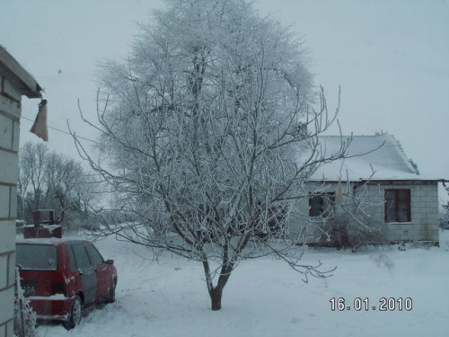 Orzech przez noc posiwiał