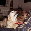 Wieczorne czesanko