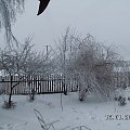 Krzale z wierzbą mandżurską