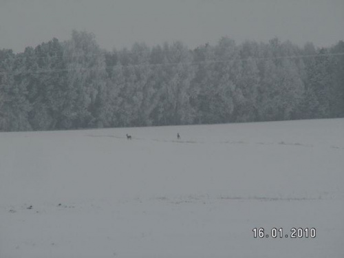 Tam wędrują sarenki