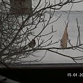 Kolejny sikorek przymierza sie do stołu