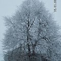 Lipa która wołała - to tu to tutaj