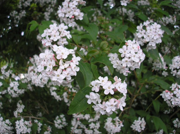 Abelia mosanensis