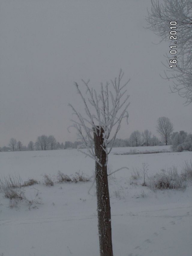 Tu rośnie kolejna wierzba