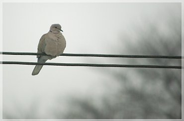 #zima #ptaki #gołąb