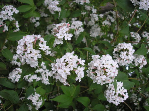 Abelia mosanensis