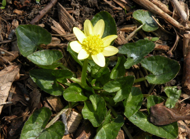 Ranunculus 'Golden Dollar'