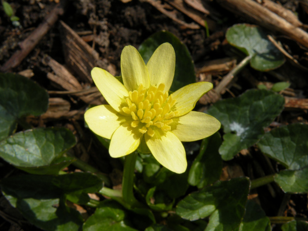 Ranunculus 'Golden Dollar'