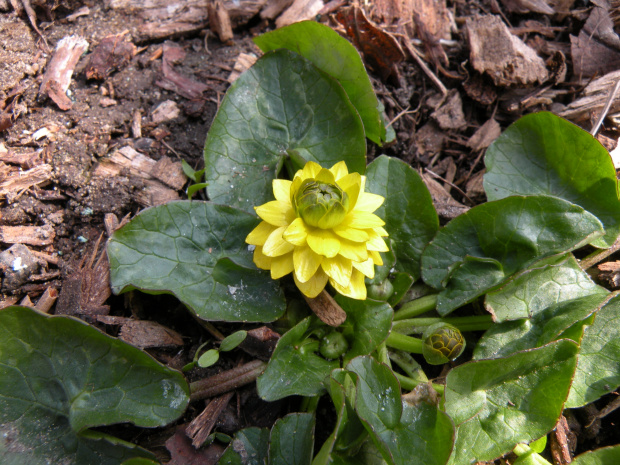 Ranunculus 'Sutherland's Double'