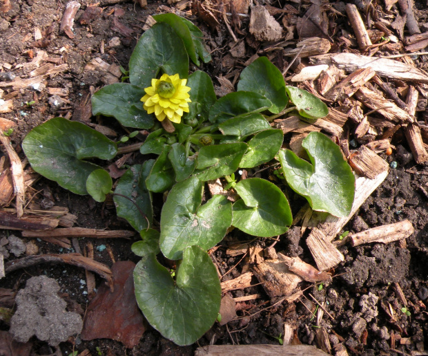 Ranunculus 'Sutherland's Double'