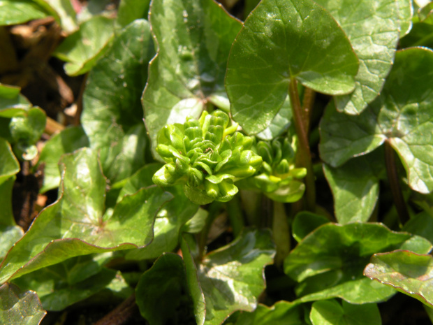 Ranunculus 'Green Petal'