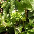Ranunculus 'Green Petal'