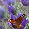 Pierwszy motylek... #arietiss #fauna #flora #kwiat #motyl #owad #sasanka