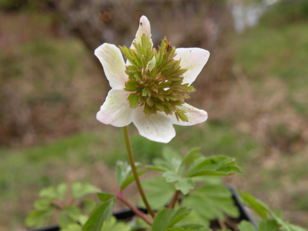 Anemone nemorosa 'Green Dream'