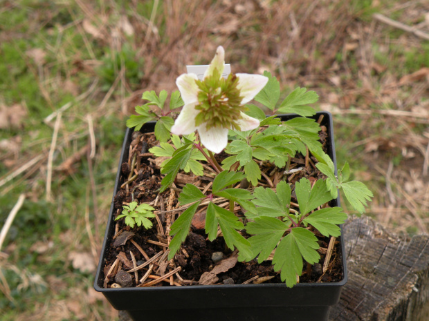 Anemone nemorosa 'Green Dream'