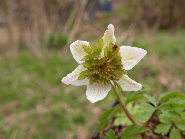 Anemone nemorosa 'Green Dream'