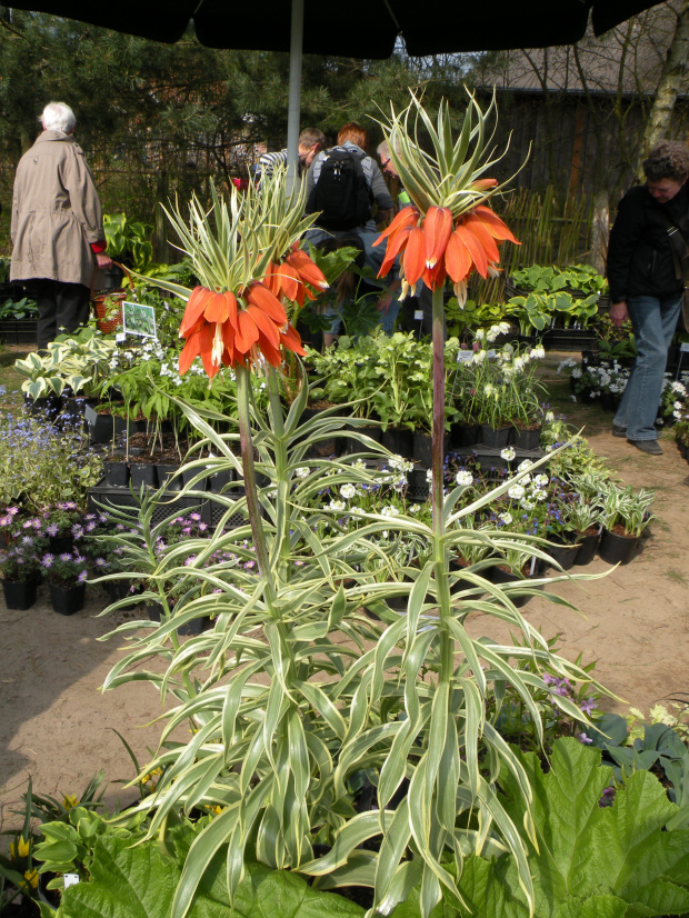 Fritillaria imperialis 'Variegata'