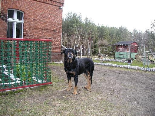 #PomorskaFundacjaRottka #rottka #rottweiler