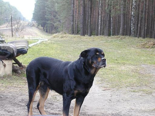 #PomorskaFundacjaRottka #rottka #rottweiler