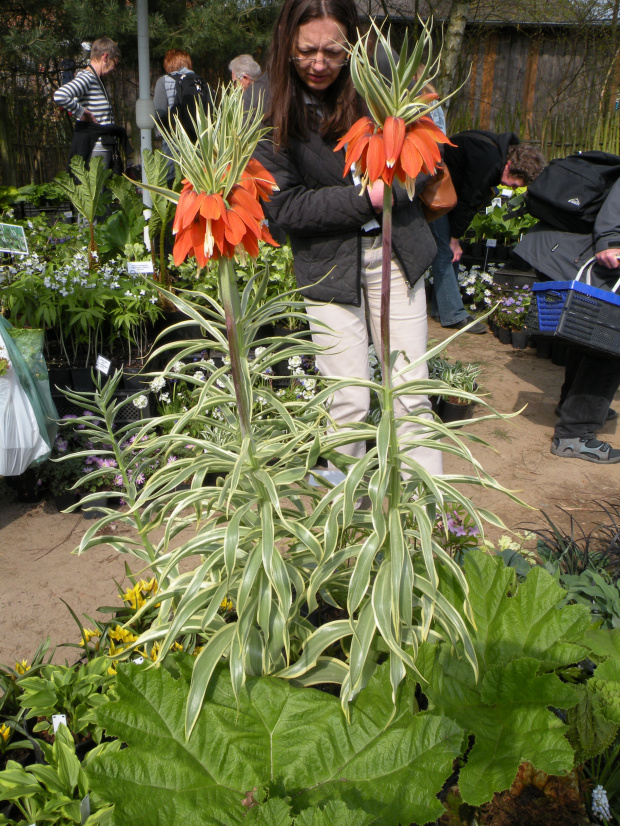 Fritillaria imperialis 'Variegata'