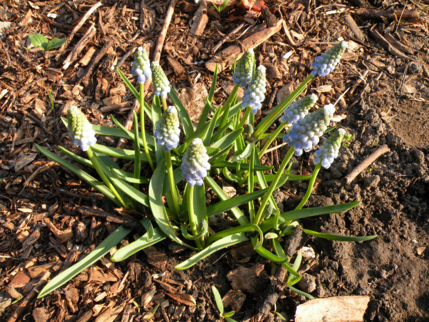 Muscari 'Lady Blue' ?