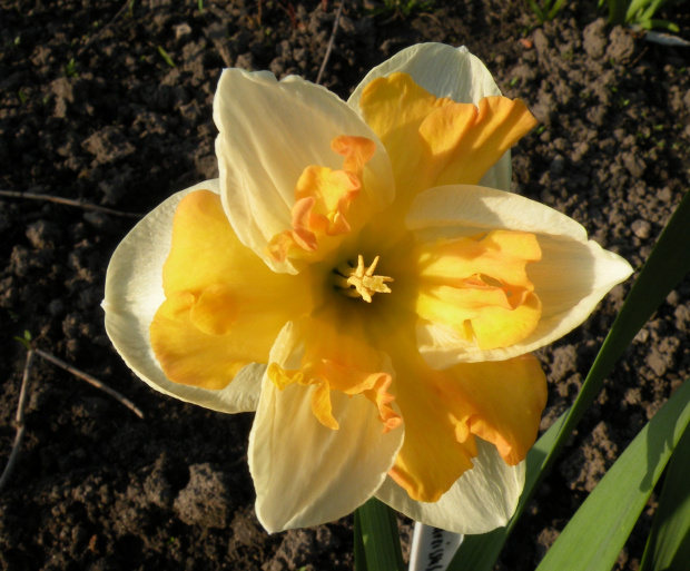 Narcissus 'Apricot Whirl'