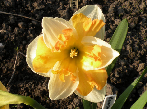 Narcissus 'Apricot Whirl'