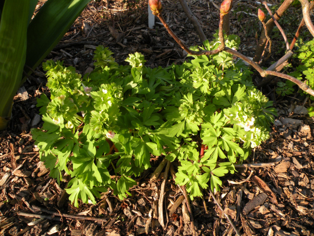 Corydalis × allenii