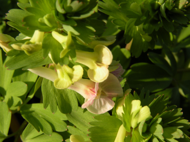 Corydalis × allenii