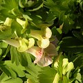 Corydalis × allenii