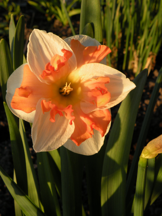 Narcissus 'Apricot Whirl'