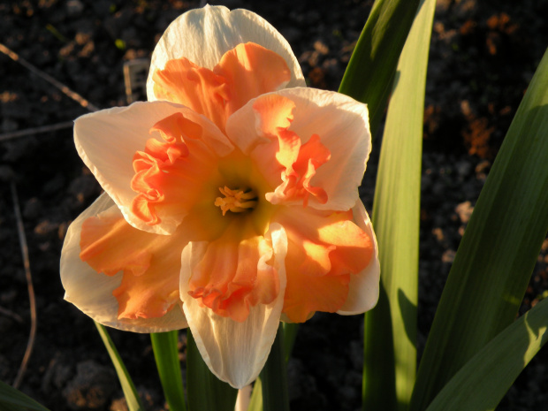 Narcissus 'Apricot Whirl'