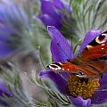 Motylek... #arietiss #kwiat #makro #motyl #natura #sasanka