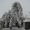 Ta zima już nie tylko wyglšda gronie ale jest grona. Przez tydzień nie miałem pršdu z przerwami. Niektórzy nie majš cišgle pršdu. Nie zapowiada się aby było lepiej bo mgła znowu wraca i szad będzie ponownie narastać i zrywać kable telefoniczne i ele...