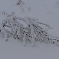 Ta zima już nie tylko wyglšda gronie ale jest grona. Przez tydzień nie miałem pršdu z przerwami. Niektórzy nie majš cišgle pršdu. Nie zapowiada się aby było lepiej bo mgła znowu wraca i szad będzie ponownie narastać i zrywać kable telefoniczne i ele...