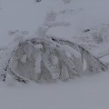 Ta zima już nie tylko wyglšda gronie ale jest grona. Przez tydzień nie miałem pršdu z przerwami. Niektórzy nie majš cišgle pršdu. Nie zapowiada się aby było lepiej bo mgła znowu wraca i szad będzie ponownie narastać i zrywać kable telefoniczne i ele...