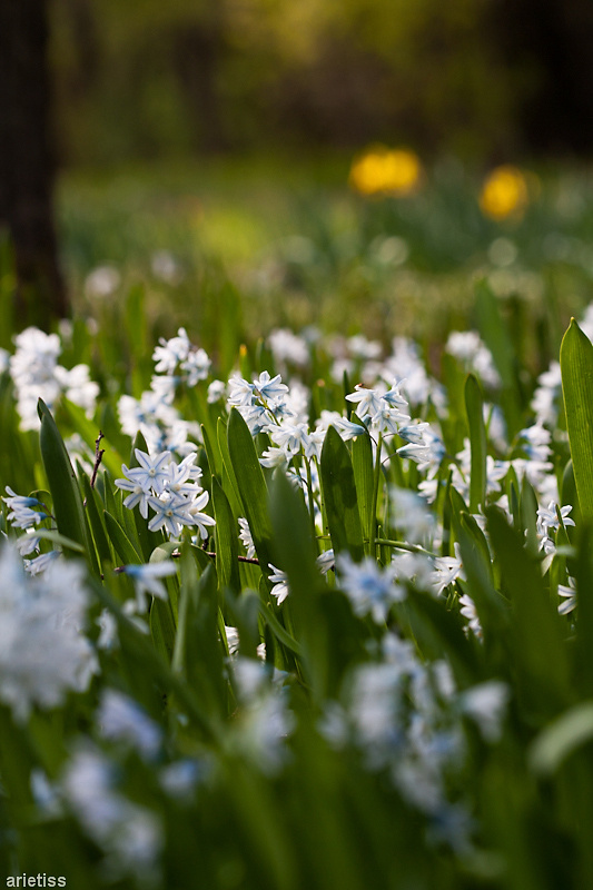 Wiosenny ogród... #flora #kwiaty #ogród #wiosna #arietiss