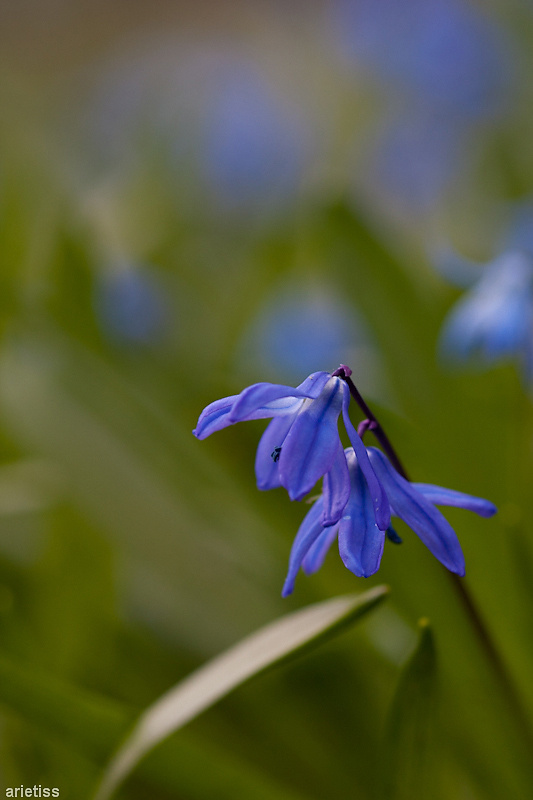 Blue... #arietiss #flora #kwiat